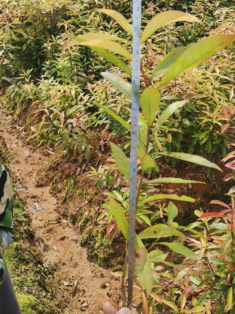 江西木荷小苗，80万木荷当年苗销售高，度30以上木荷