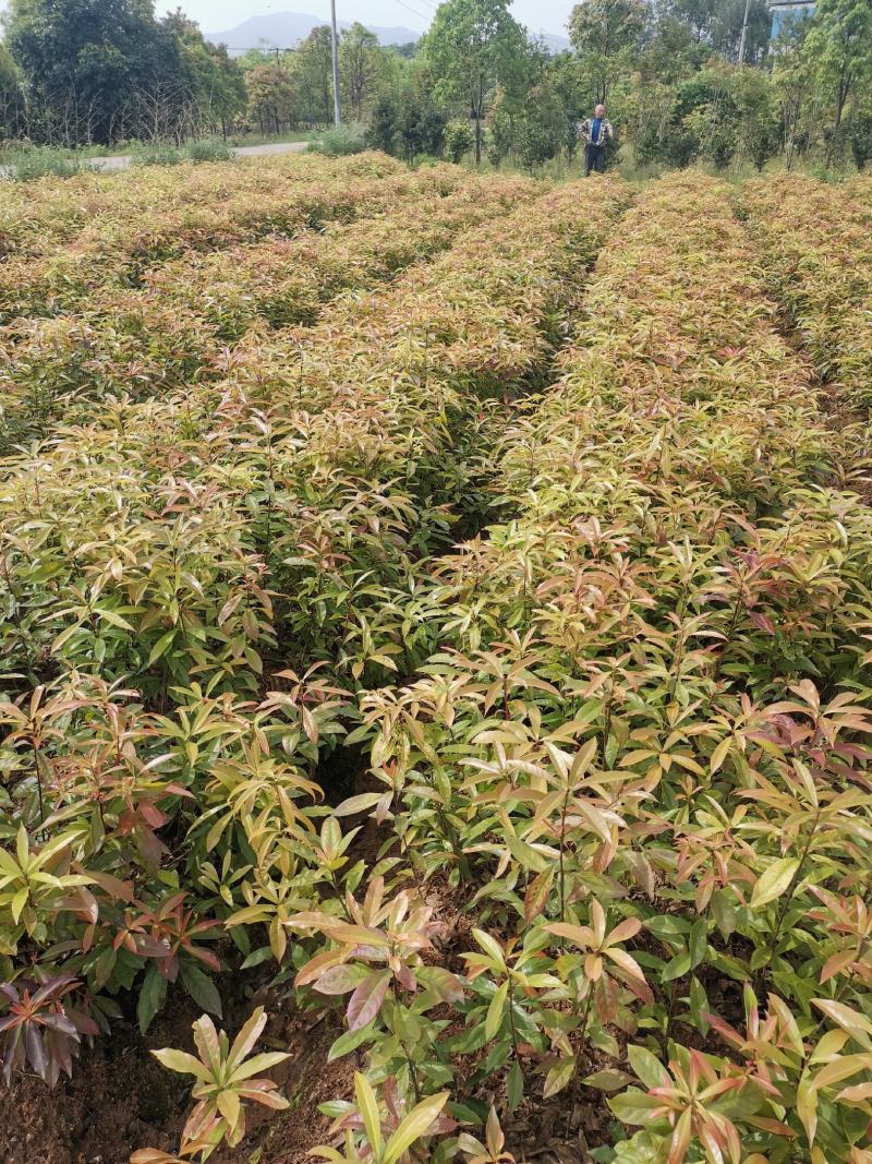 江西木荷小苗，80万木荷当年苗销售高，度30以上木荷