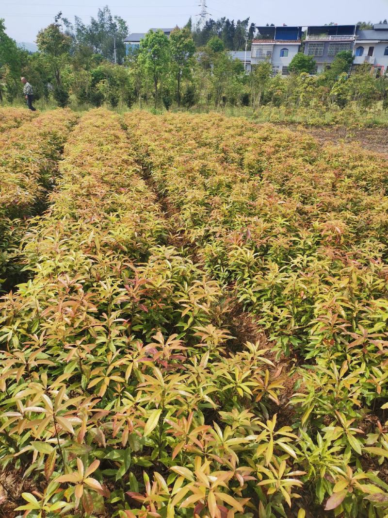 江西木荷小苗，80万木荷当年苗销售高，度30以上木荷