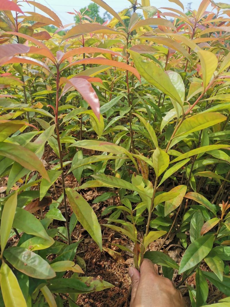 江西木荷小苗，80万木荷当年苗销售高，度30以上木荷