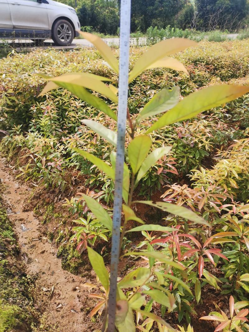 江西木荷小苗，80万木荷当年苗销售高，度30以上木荷