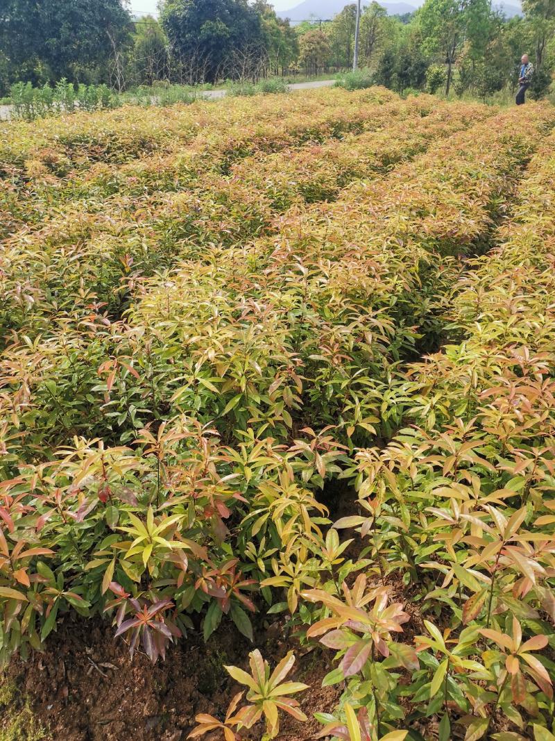 江西木荷小苗，80万木荷当年苗销售高，度30以上木荷