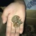 大量金蝉