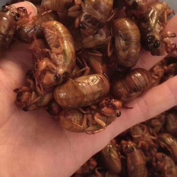 大量金蝉