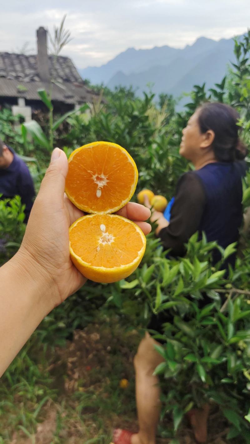 精品秭归夏橙挂树鲜果产地直发酸甜多汁新鲜上市