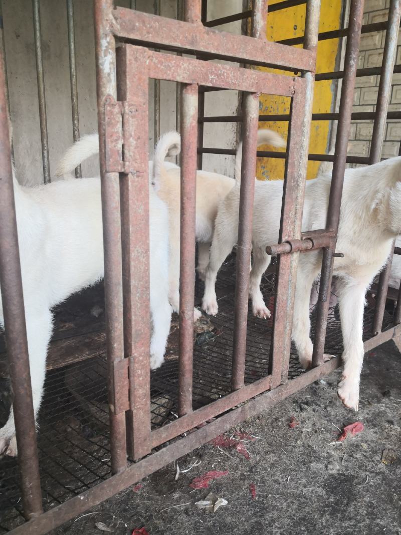 小山师傅狗，后带喜欢的来！