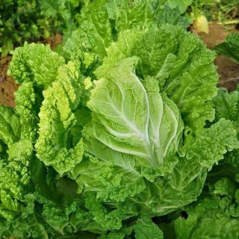 湖北高山生态大白菜黄心脆甜支持视频看货全国发货质量保证