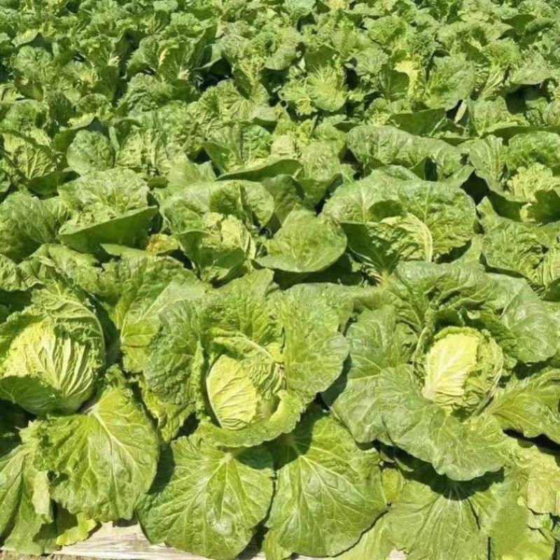 湖北高山生态大白菜黄心脆甜支持视频看货全国发货质量保证