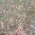 江西青枫小苗，一年生青枫小苗，青枫芽苗，高度50公分