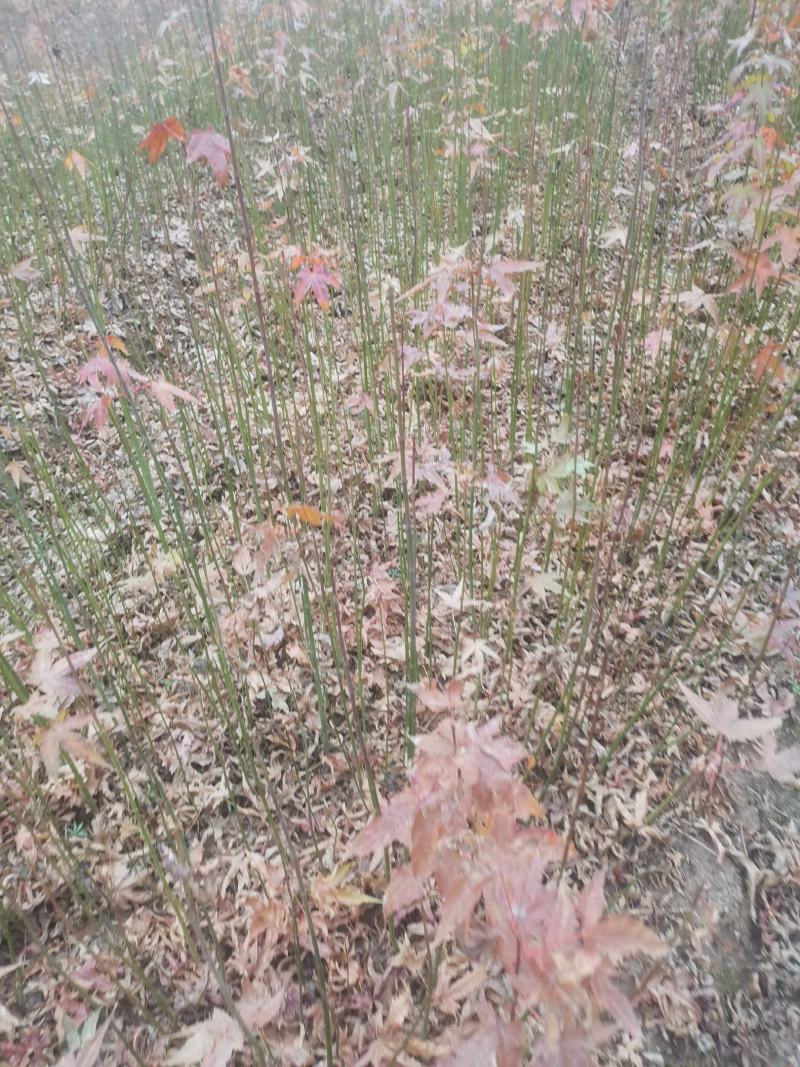 江西青枫小苗，一年生青枫小苗，青枫芽苗，高度50公分