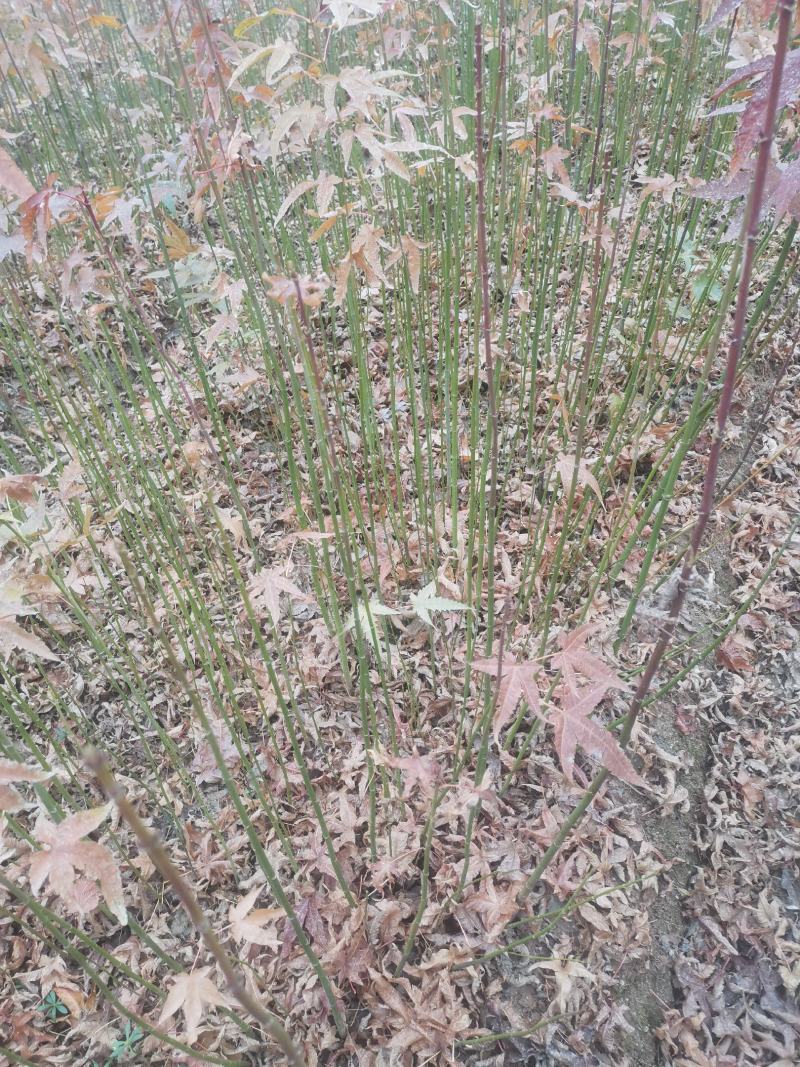 江西青枫小苗，一年生青枫小苗，青枫芽苗，高度50公分