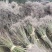 江西青枫小苗，一年生青枫小苗，青枫芽苗，高度50公分