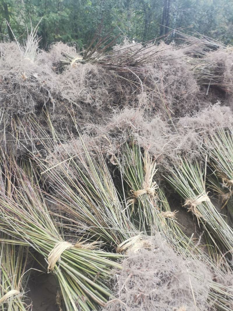 江西青枫小苗，一年生青枫小苗，青枫芽苗，高度50公分