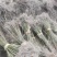 江西青枫小苗，一年生青枫小苗，青枫芽苗，高度50公分