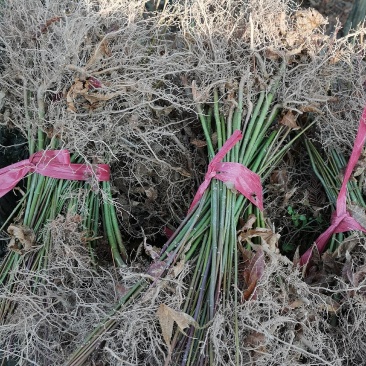 江西青枫小苗，一年生青枫小苗，青枫芽苗，高度50公分
