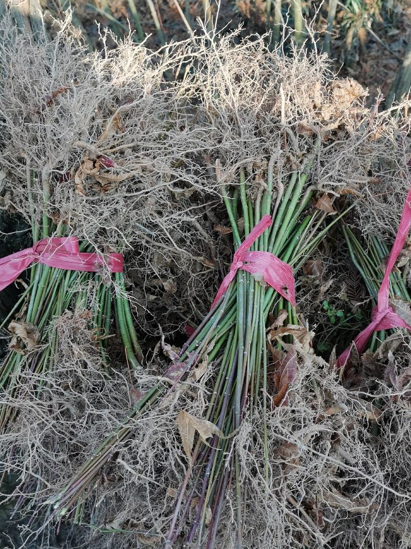 江西青枫小苗，一年生青枫小苗，青枫芽苗，高度50公分