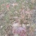 江西青枫小苗，一年生青枫小苗，青枫芽苗，高度50公分