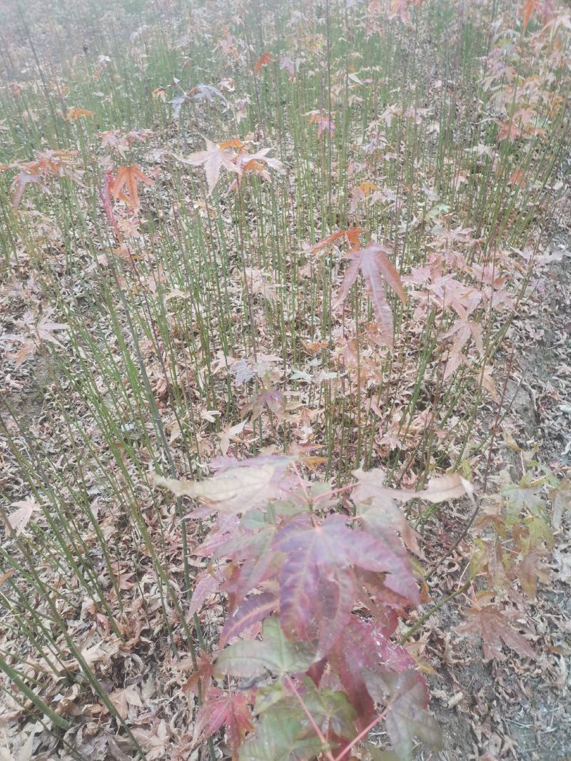 江西青枫小苗，一年生青枫小苗，青枫芽苗，高度50公分