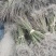 江西青枫小苗，一年生青枫小苗，青枫芽苗，高度50公分