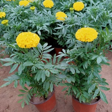孔雀草