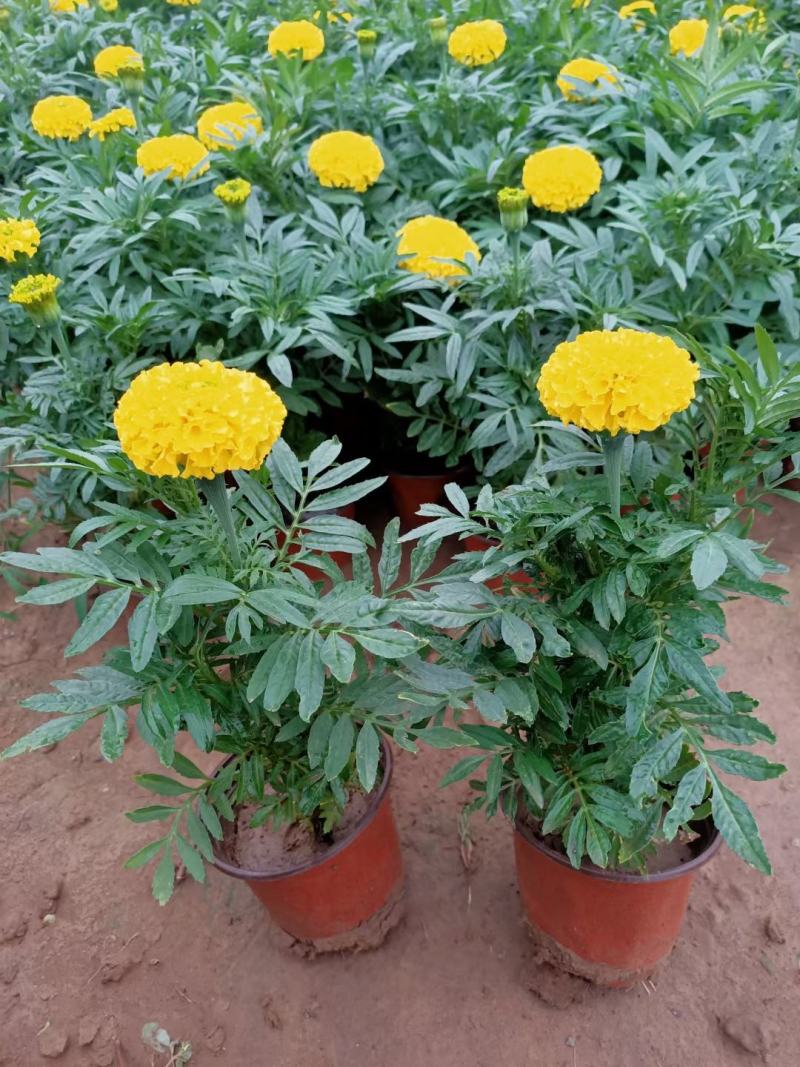 孔雀草