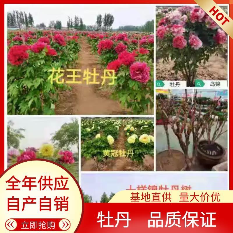 大量供应菏泽正宗观赏芍药鲜切花/基地直发/包邮