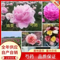 大量供应菏泽正宗观赏芍药鲜切花/基地直发/包邮