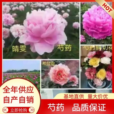 大量供应菏泽正宗观赏芍药鲜切花/基地直发/包邮