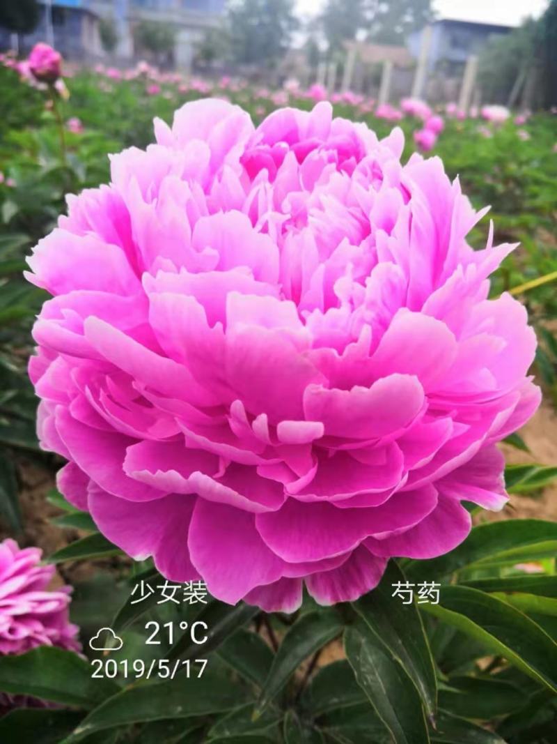 大量供应菏泽正宗观赏芍药鲜切花/基地直发/包邮