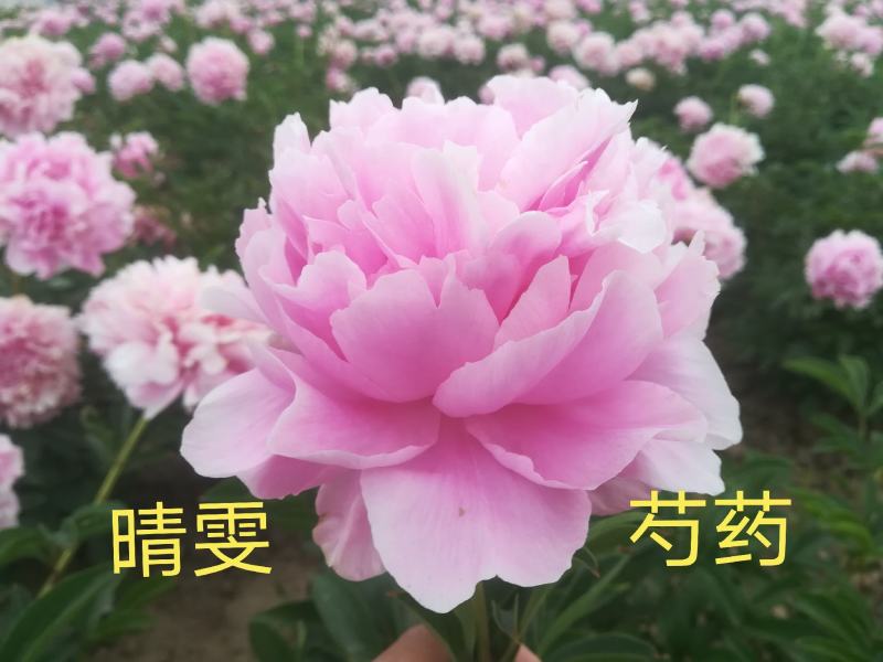 大量供应菏泽正宗观赏芍药鲜切花/基地直发/包邮