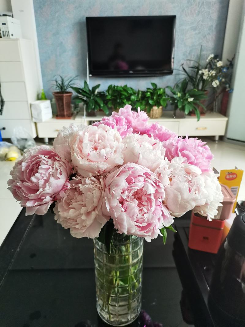 大量供应菏泽正宗观赏芍药鲜切花/基地直发/包邮