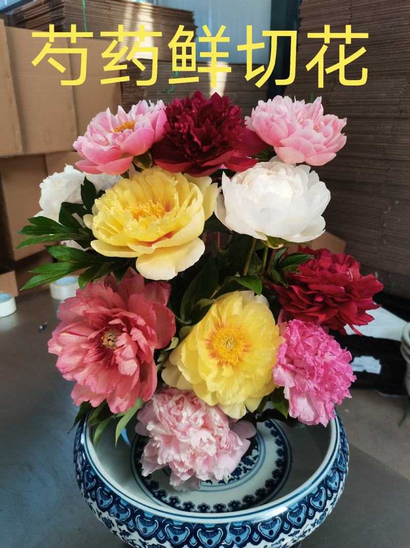 大量供应菏泽正宗观赏芍药鲜切花/基地直发/包邮