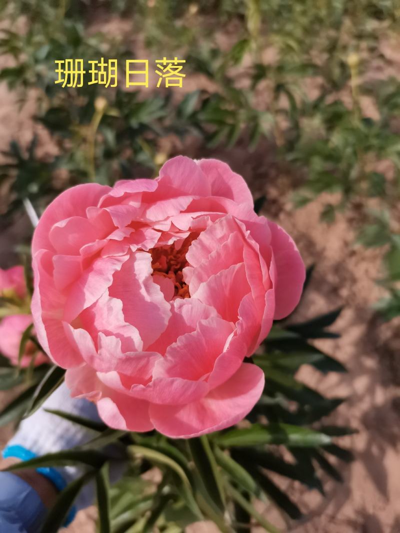 大量供应菏泽正宗观赏芍药鲜切花/基地直发/包邮