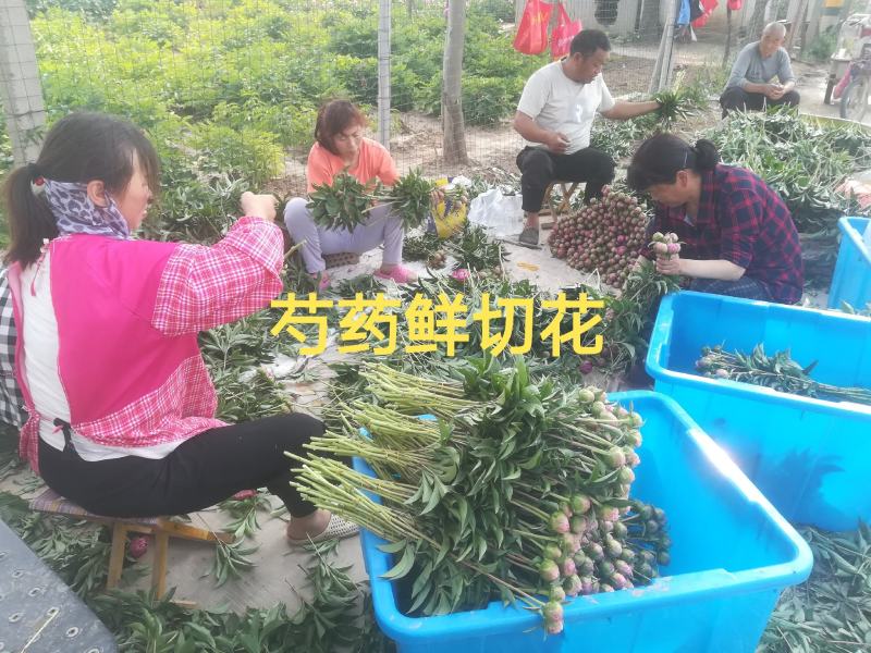 大量供应菏泽正宗观赏芍药鲜切花/基地直发/包邮