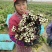 【奉佳红】佳红二号菜苔种高产优质种子
