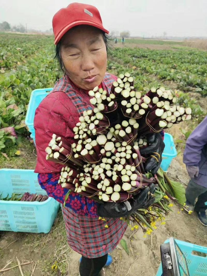 【奉佳红】佳红二号菜苔种高产优质种子