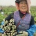 【奉佳红】佳红二号菜苔种高产优质种子