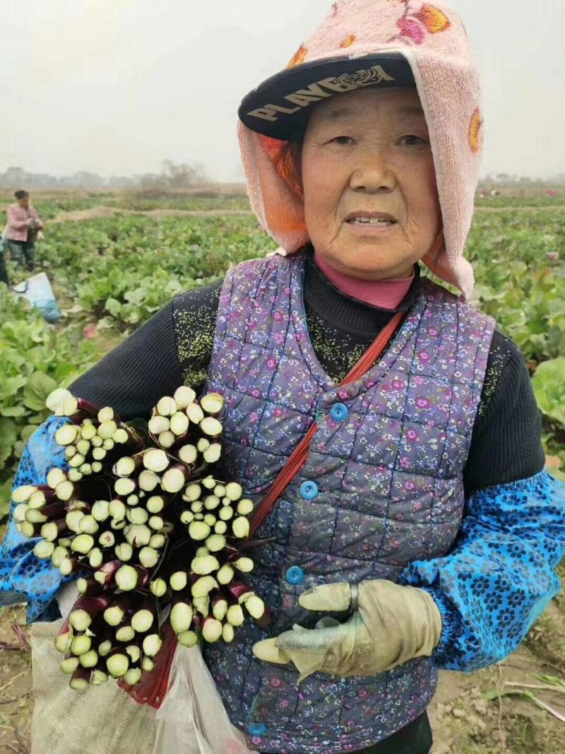 【奉佳红】佳红二号菜苔种高产优质种子