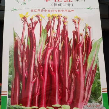 【奉佳红】佳红二号菜苔种高产优质种子