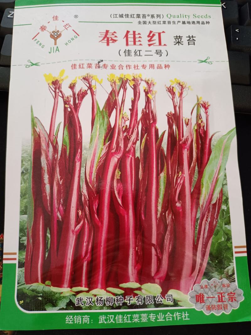 【奉佳红】佳红二号菜苔种高产优质种子