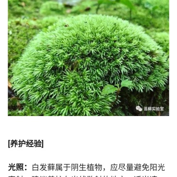 白发藓