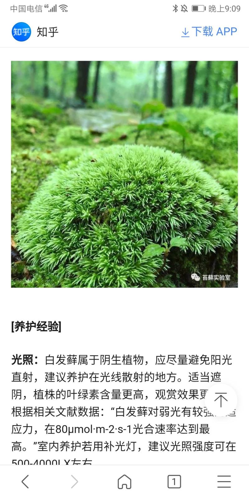 白发藓