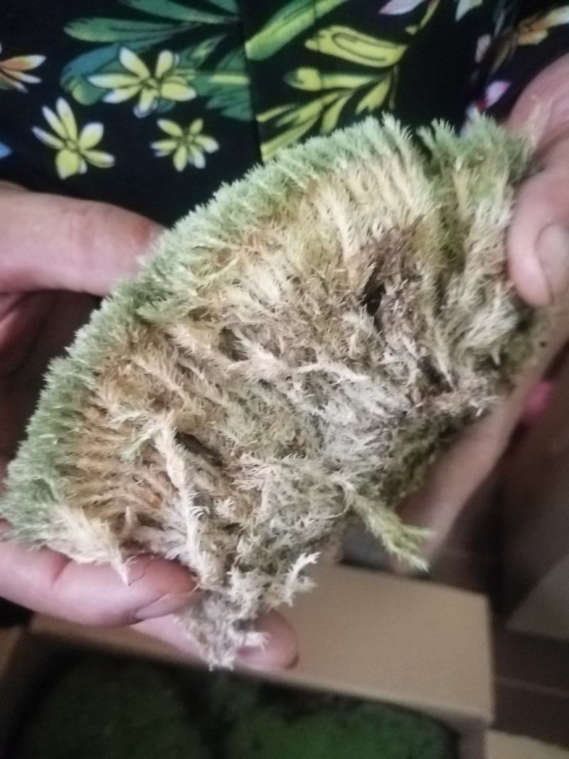 白发藓