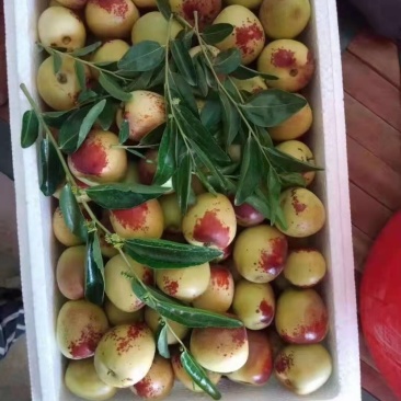 大荔鲜栆