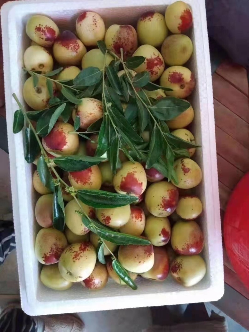 大荔鲜栆