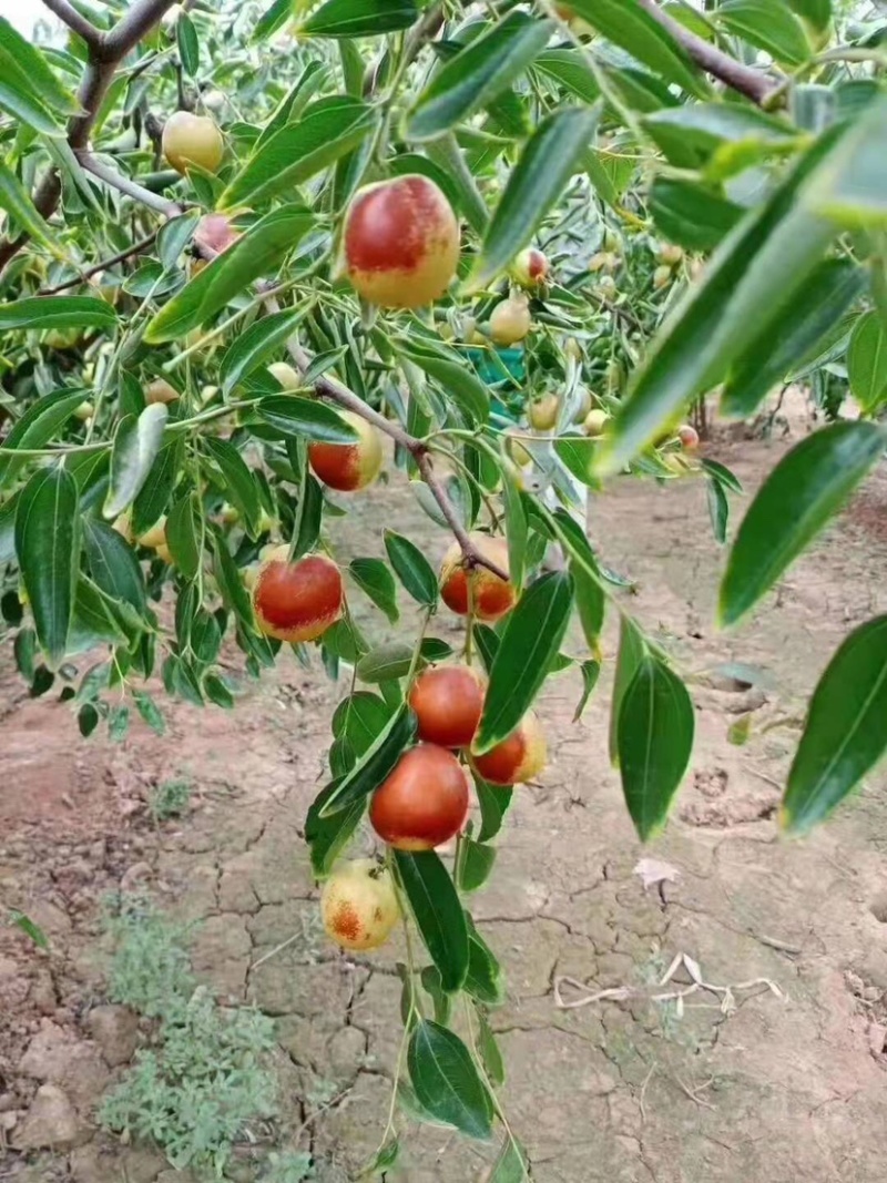 大荔鲜栆