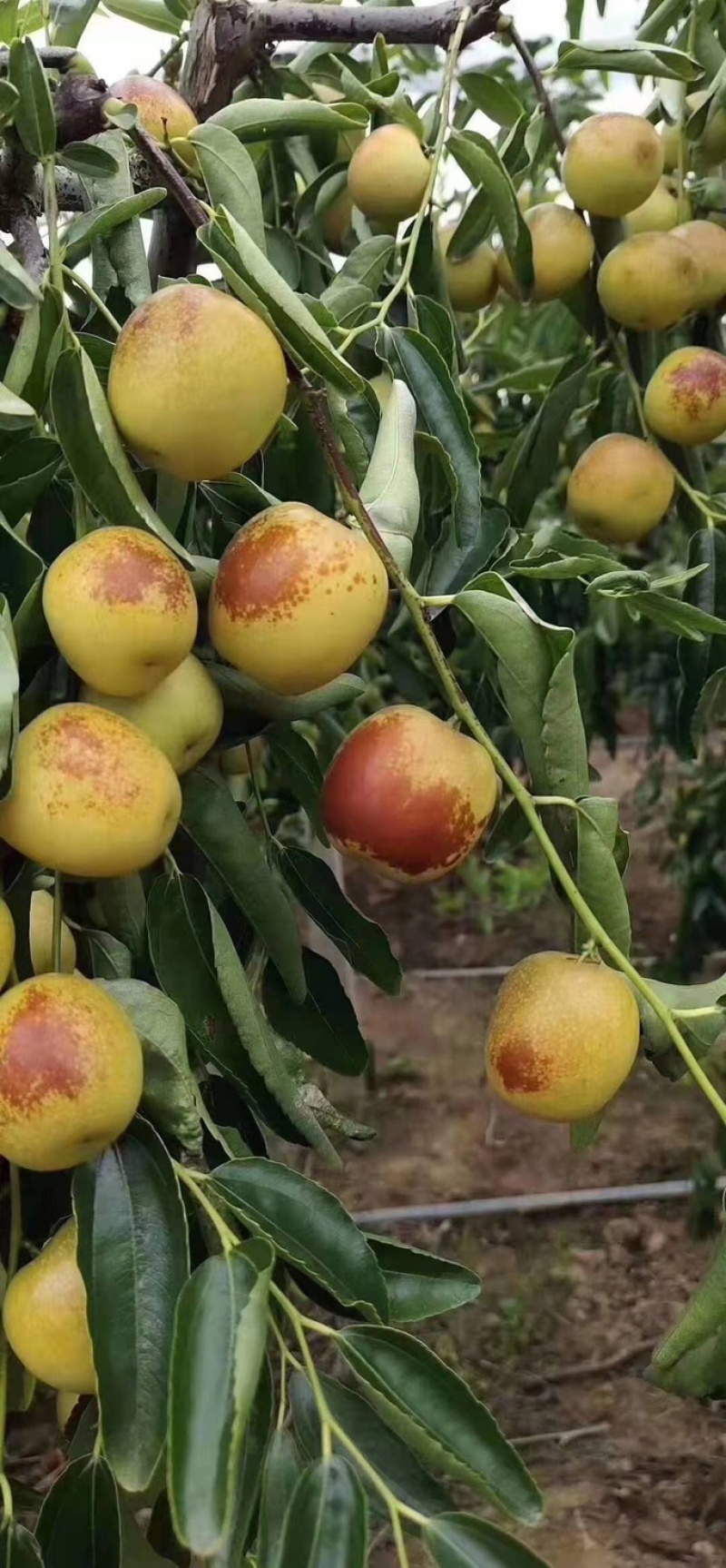 大荔鲜栆