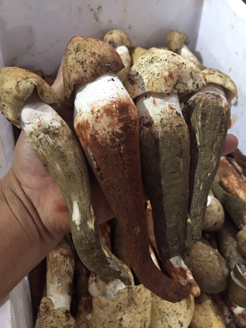 野生菌一件代发