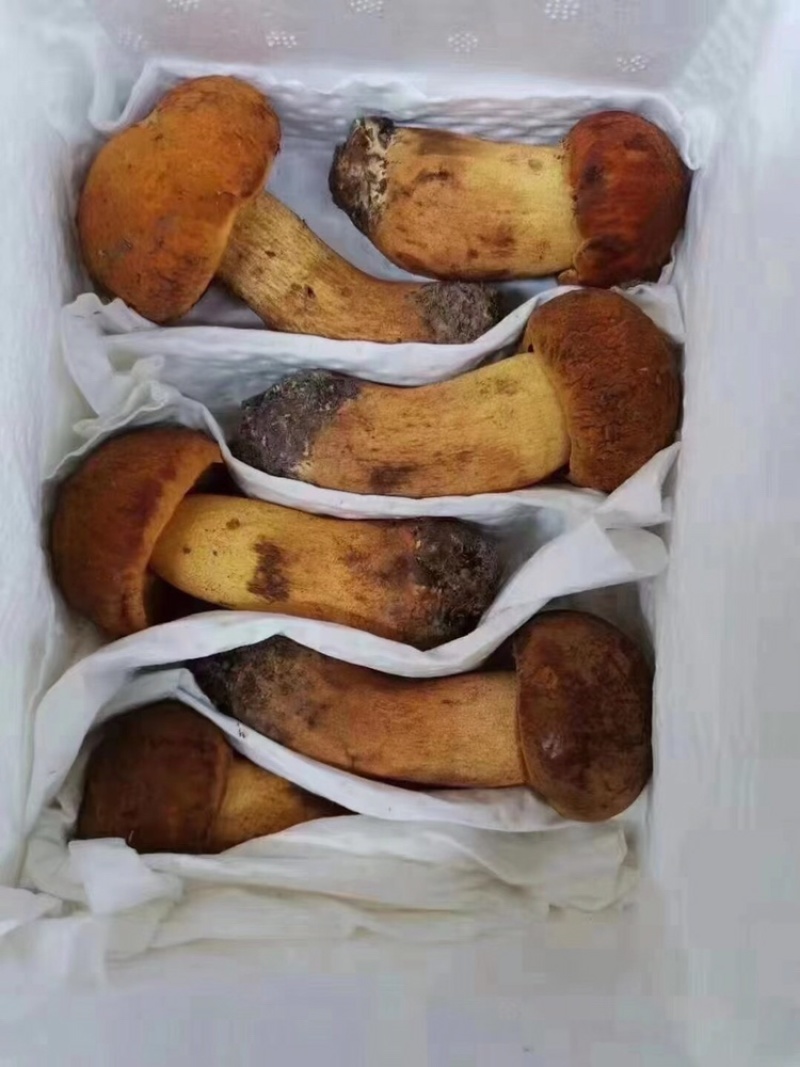 野生菌一件代发