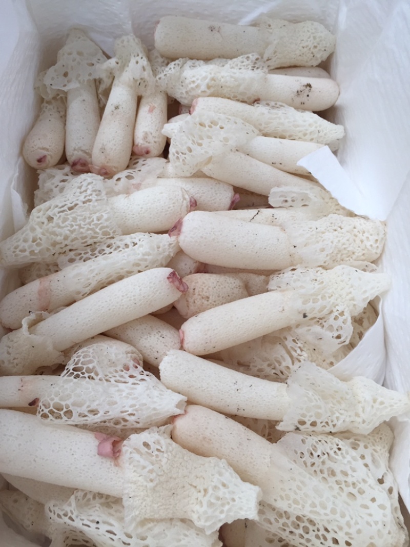 野生菌一件代发